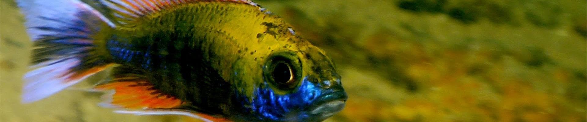 Branson's Wild World - Header