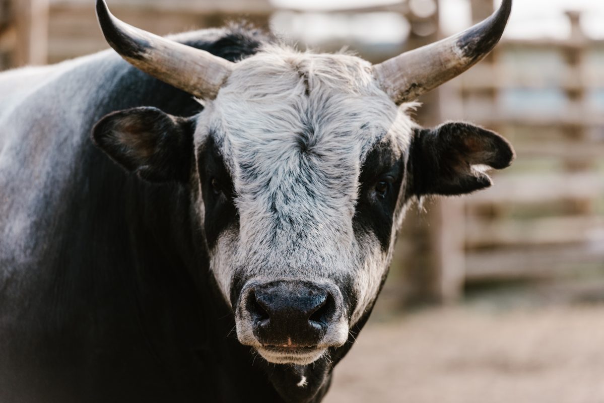 Bull rider competing at Thunder Ridge Nature Arena during PBR Thunder Days in Branson
