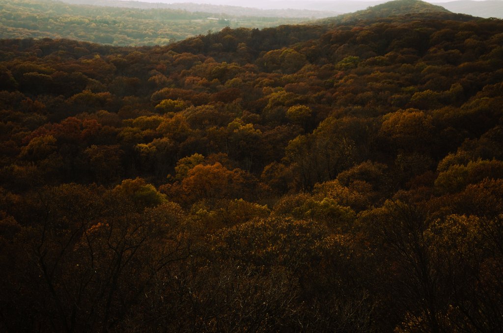 An aerial view of dense hardwood forest in orange and gold autumn colour covering rolling hills