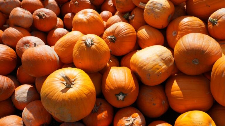 A large pile of orange pumpkins in bright sunlight
