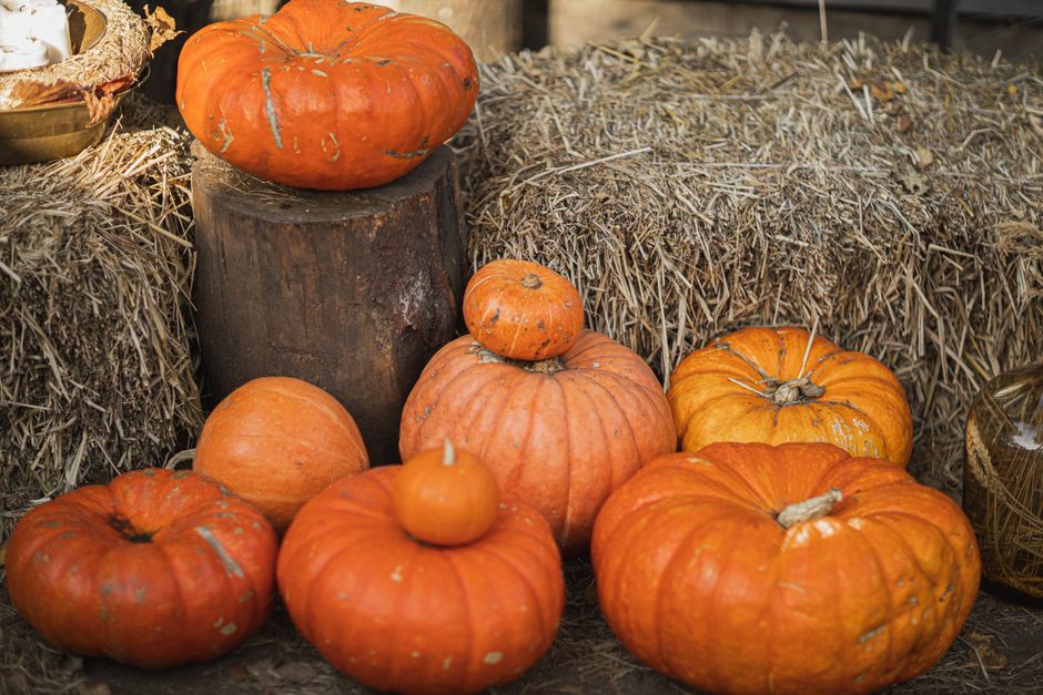 Orange pumpkins of different sizes stacked on and around hay bales and a tree stump