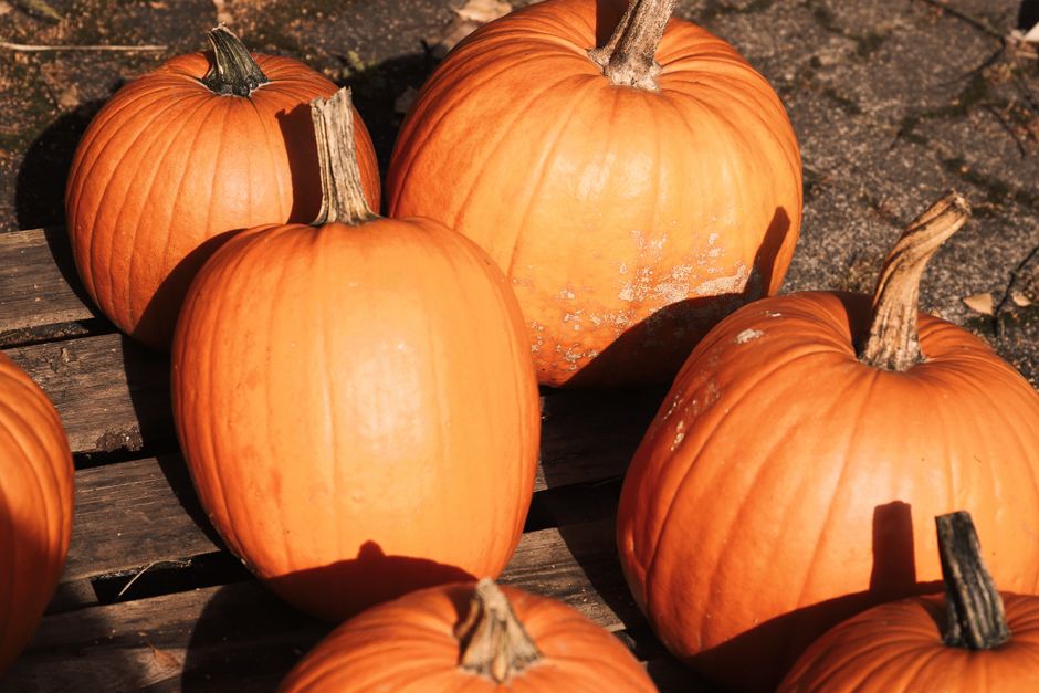 Orange pumpkins with long stems resting on a wooden pallet in late afternoon sun